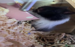 Hamster rodents for sale: hamster and everything included - Image 1