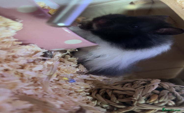 Hamster rodents - Advert 2