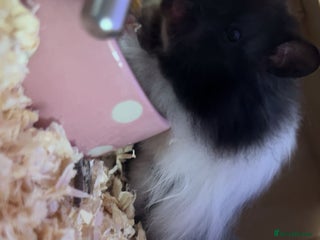 Hamster rodents - Advert 22
