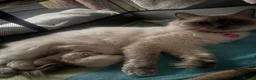 Ragdoll cats for sale: 1 female ragdoll kitten  - Advert 1