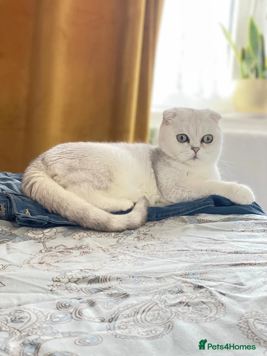 Scottish Fold cats for sale: Bella - Advert 2