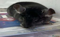 Chinchilla rodents for sale: Mikey, beautiful medium ebony boy - Advert 5