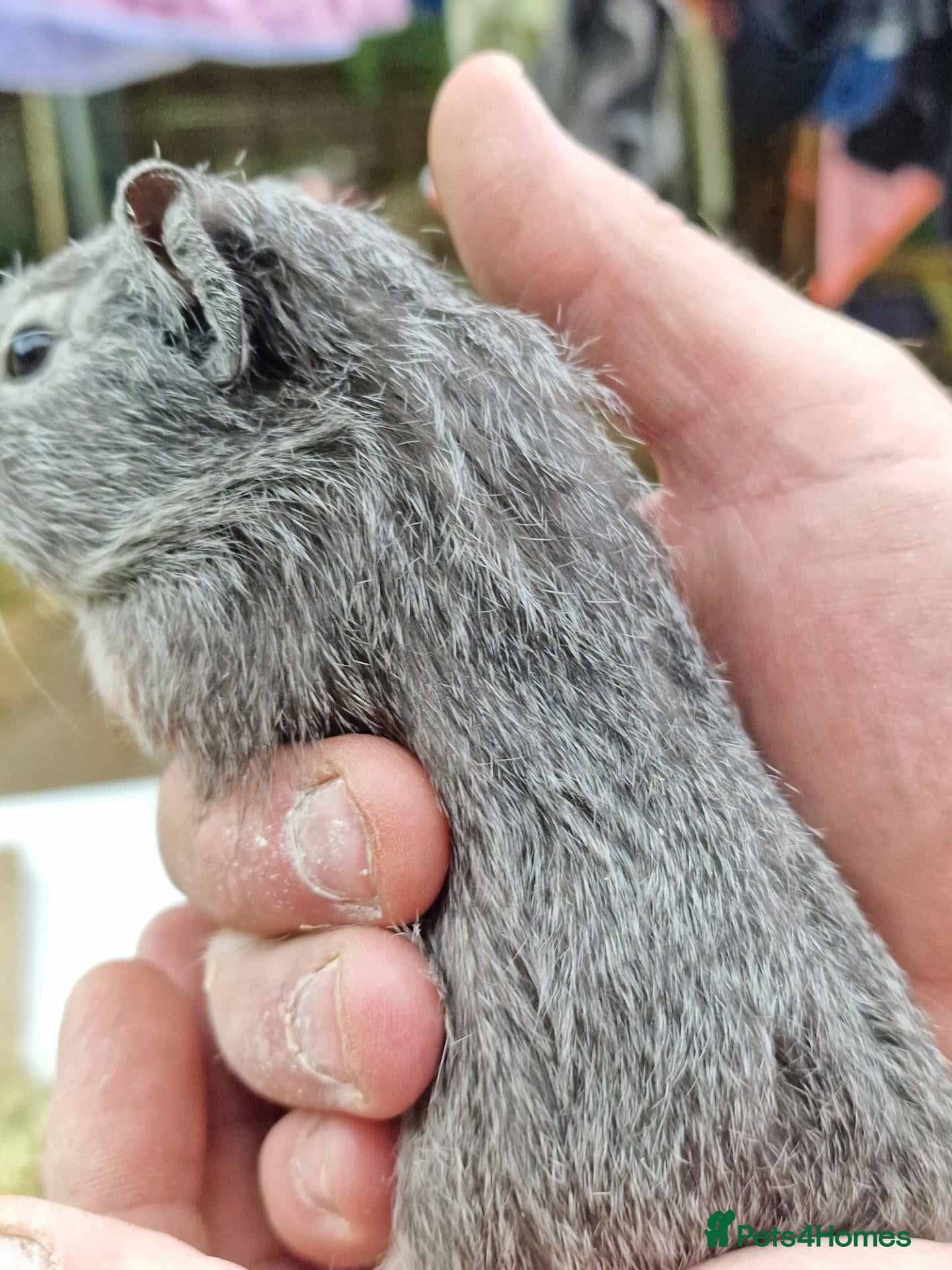 Guinea Pig rodents Baby guineapigs mixed sex - Advert 1
