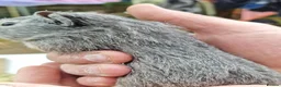 Guinea Pig rodents for sale: Baby guineapigs mixed sex in Canterbury - Advert 1