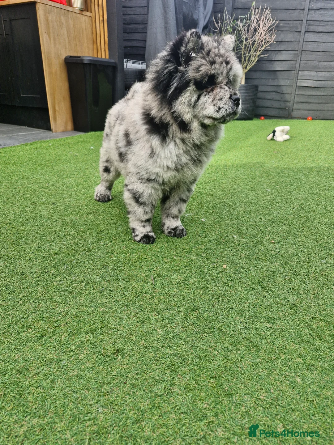 Chow Chow dogs for sale: Female chow chow - Advert 3