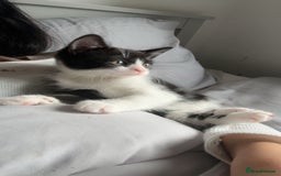 Mixed Breed cats for sale: LAST KITTEN!! - Image 3