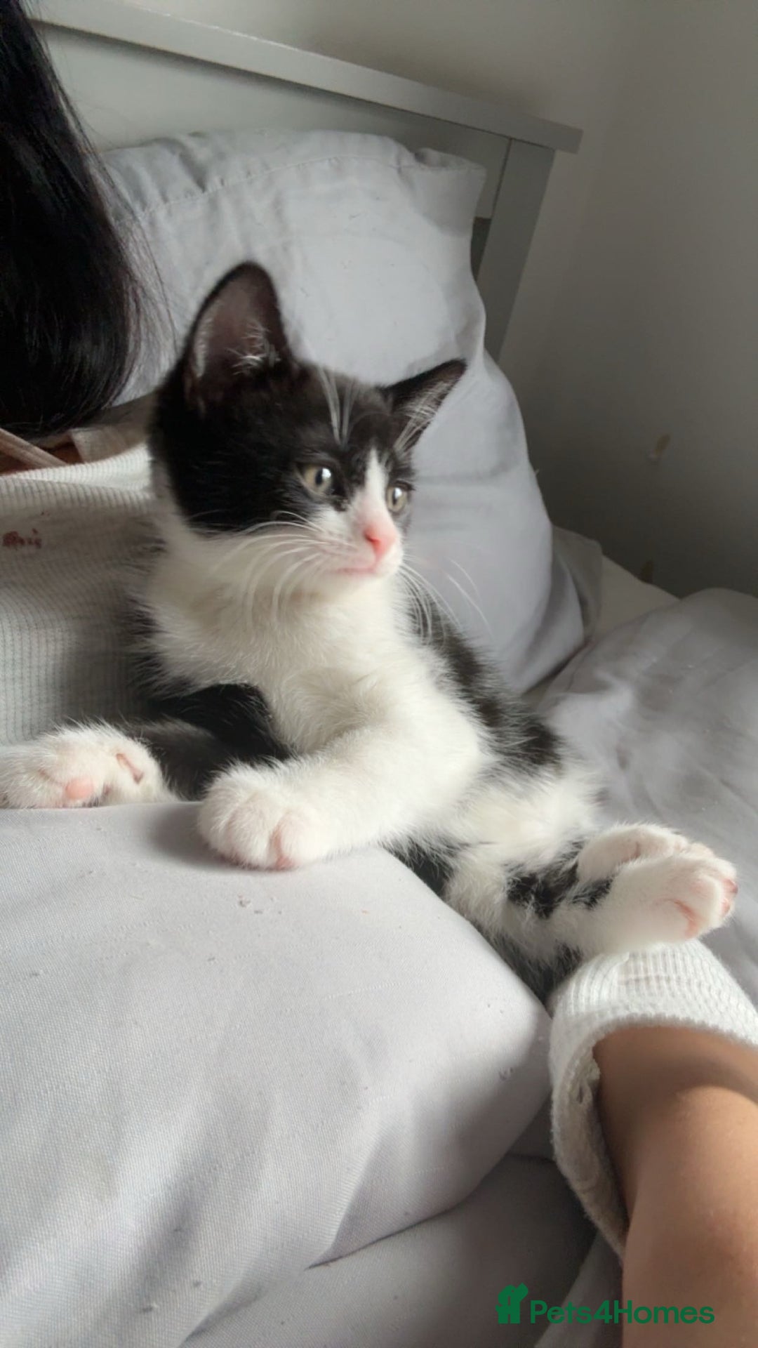 Mixed Breed cats for sale: LAST KITTEN!! - Image 3