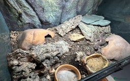 Gecko reptiles for sale: Snow leopard gecko - Image 3