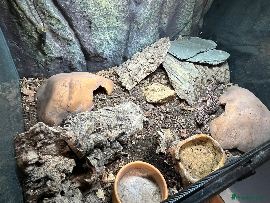 Gecko reptiles for sale: Snow leopard gecko - Image 3