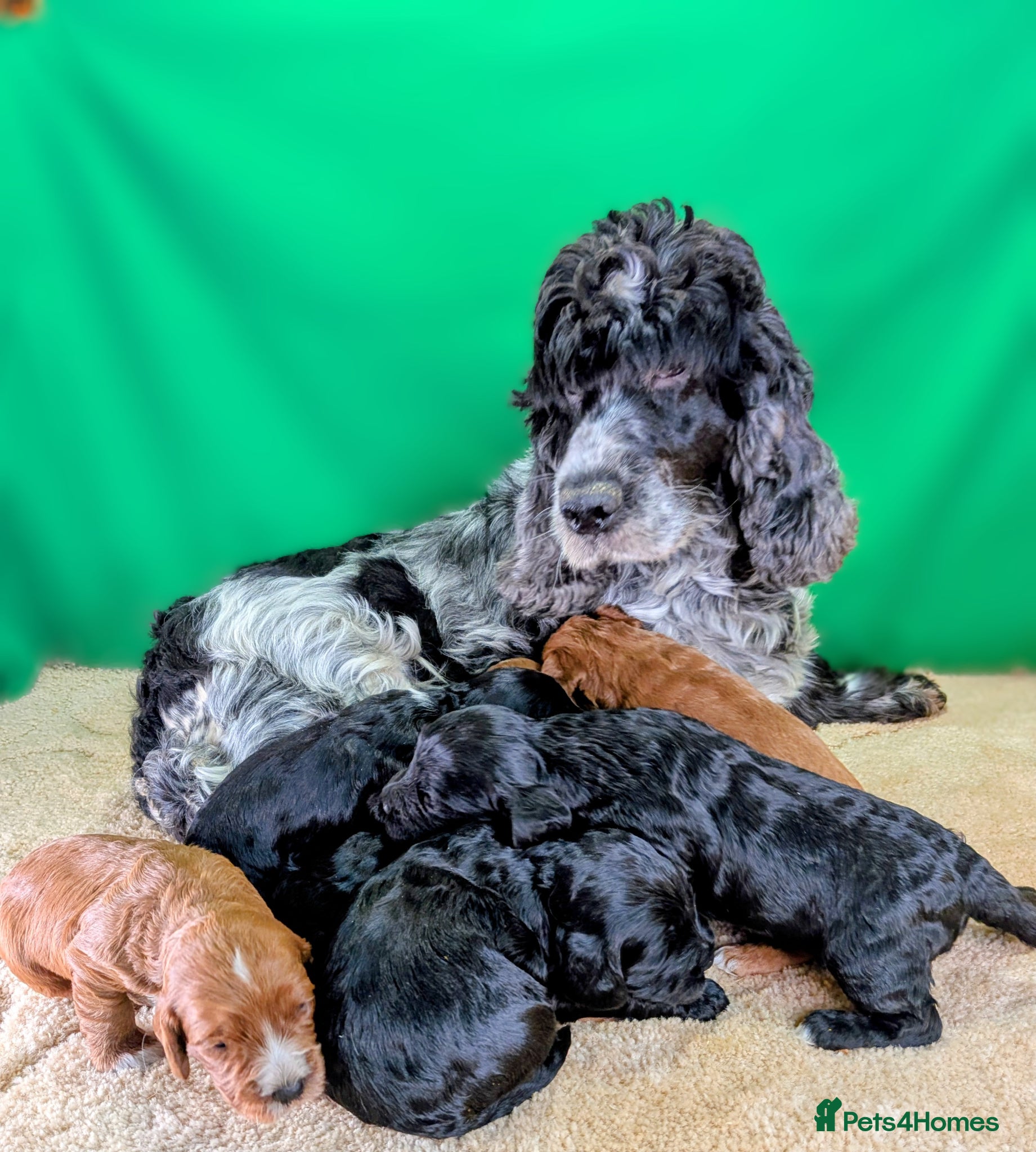Cockapoo dogs Fully vaccinated F1 Cockapoo puppies - Advert 2