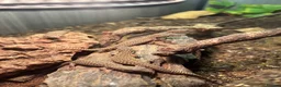 Monitor reptiles for sale: Baby Ackie Monitors - Advert 10