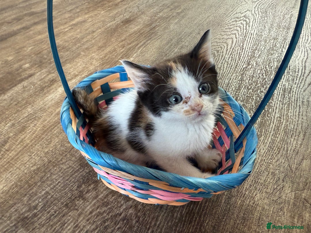 American Shorthair cats for sale: American shorthair x sphynx  - Image 4