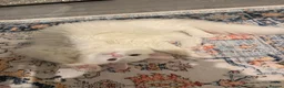 Turkish Angora cats for sale: Beautiful male cat in Oldham - Advert 6