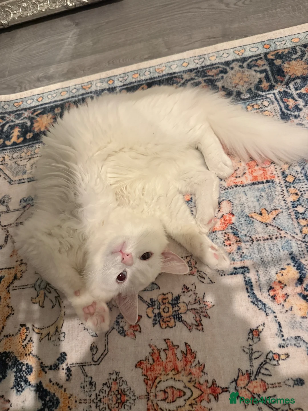 Turkish Angora cats for sale: Beautiful male cat in Oldham - Advert 6