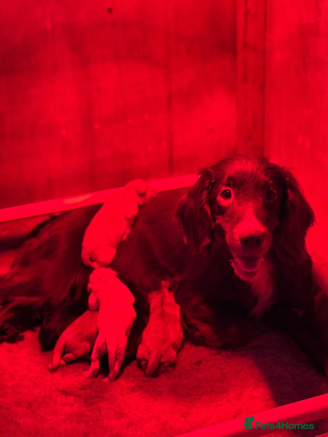 Cockerdor dogs for sale: Beautiful Gamekeeper Bred Working Cockerdors - Advert 6