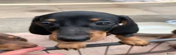 Dachshund dogs for sale: Absolutely gorgeous litter of 5 dachshund puppies - Advert 24