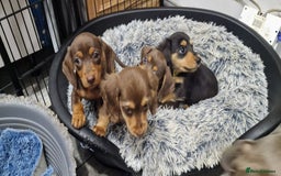 Miniature Dachshund dogs for sale: LAST TWO GORGEOUS MINIATURE DACHSHUNDS - Advert 8