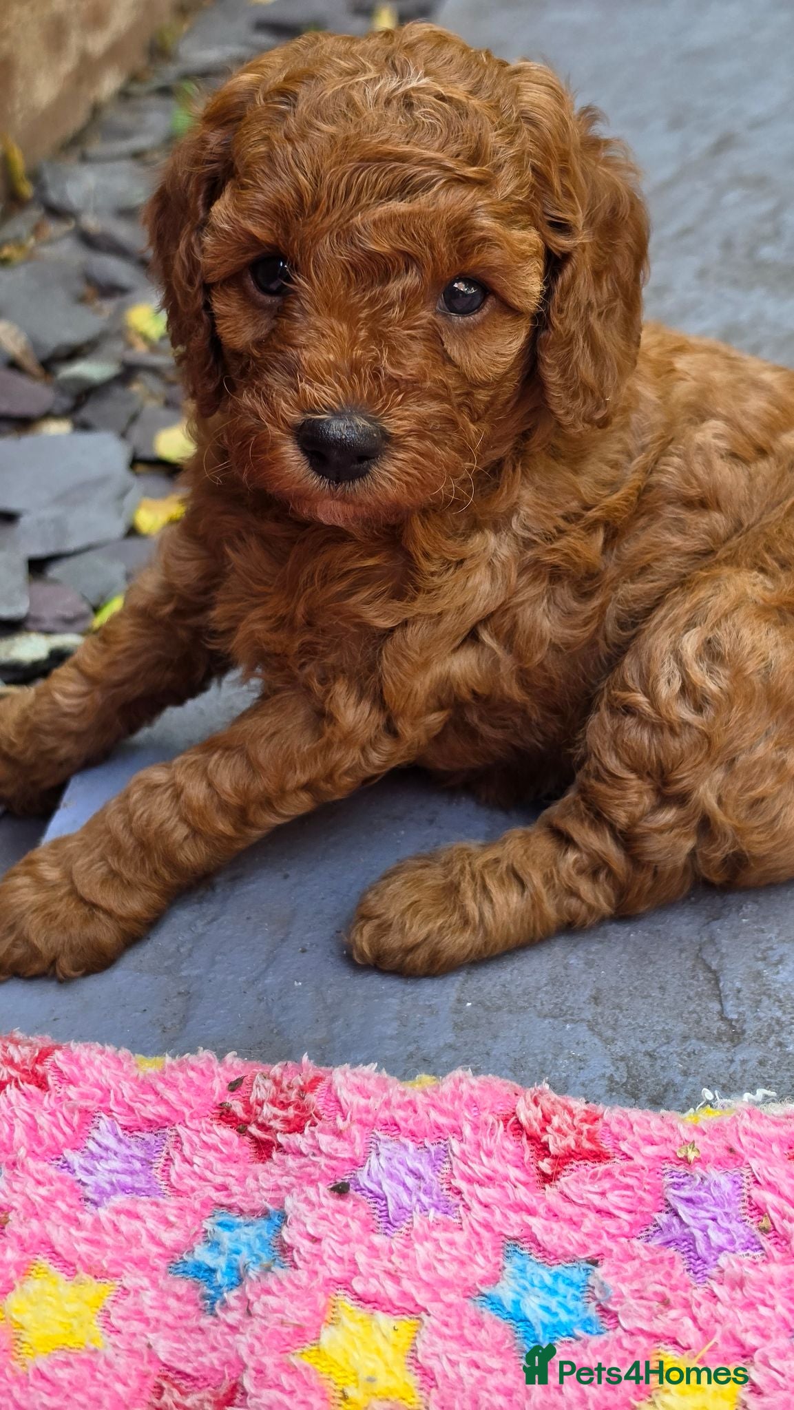 Cavapoo dogs ❤️One girl left - cavapoo- Ready 16th July ❤️ - Advert 1