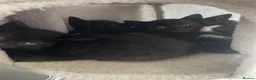 Mixed Breed cats for sale: X2 Black kittens ready to leave  in Mablethorpe - Advert 6
