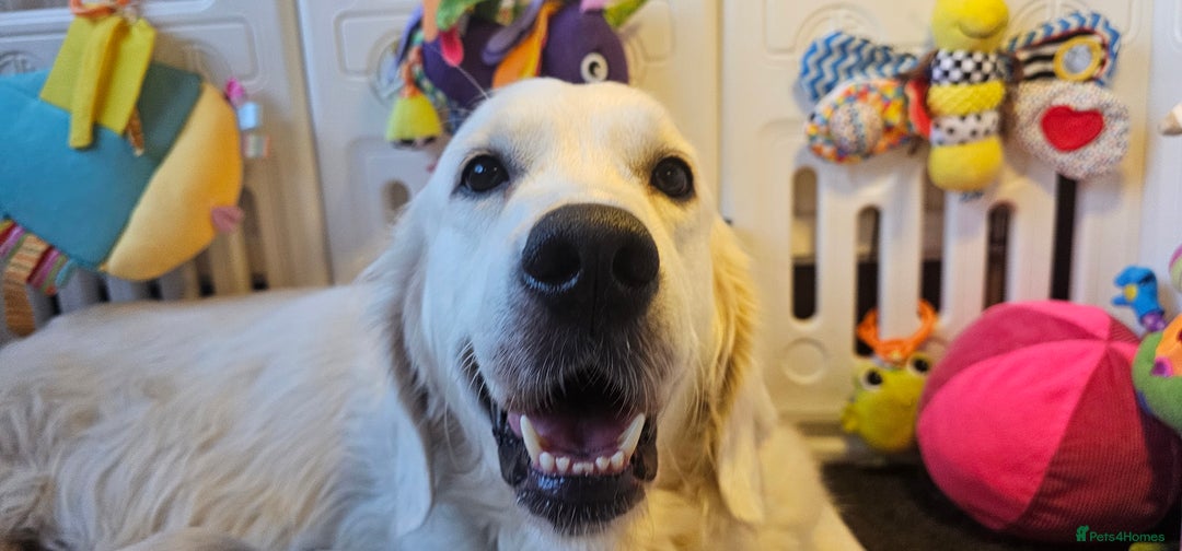 Golden Retriever dogs for sale: Outstanding Kc registered Golden Retriever babies  - Image 14