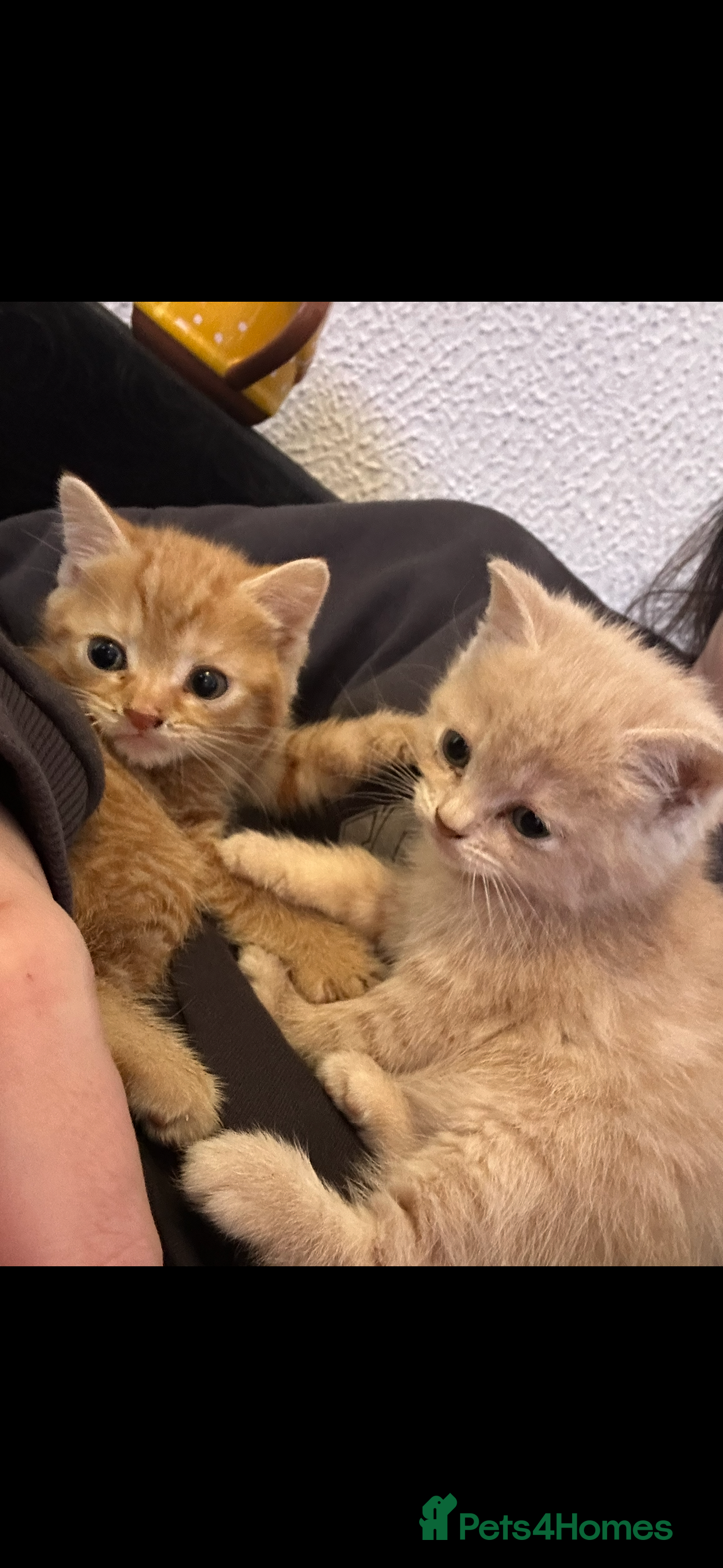 Mixed Breed cats Beautiful ginger and cream kittens  - Advert 1