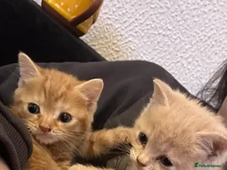 Mixed Breed cats Beautiful ginger and cream kittens - Advert 3