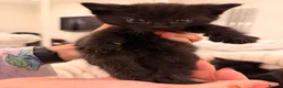 Mixed Breed cats for sale: ✨🐾 1 Boy Left! - Adorable Fluffy Black Kittens! - Advert 13