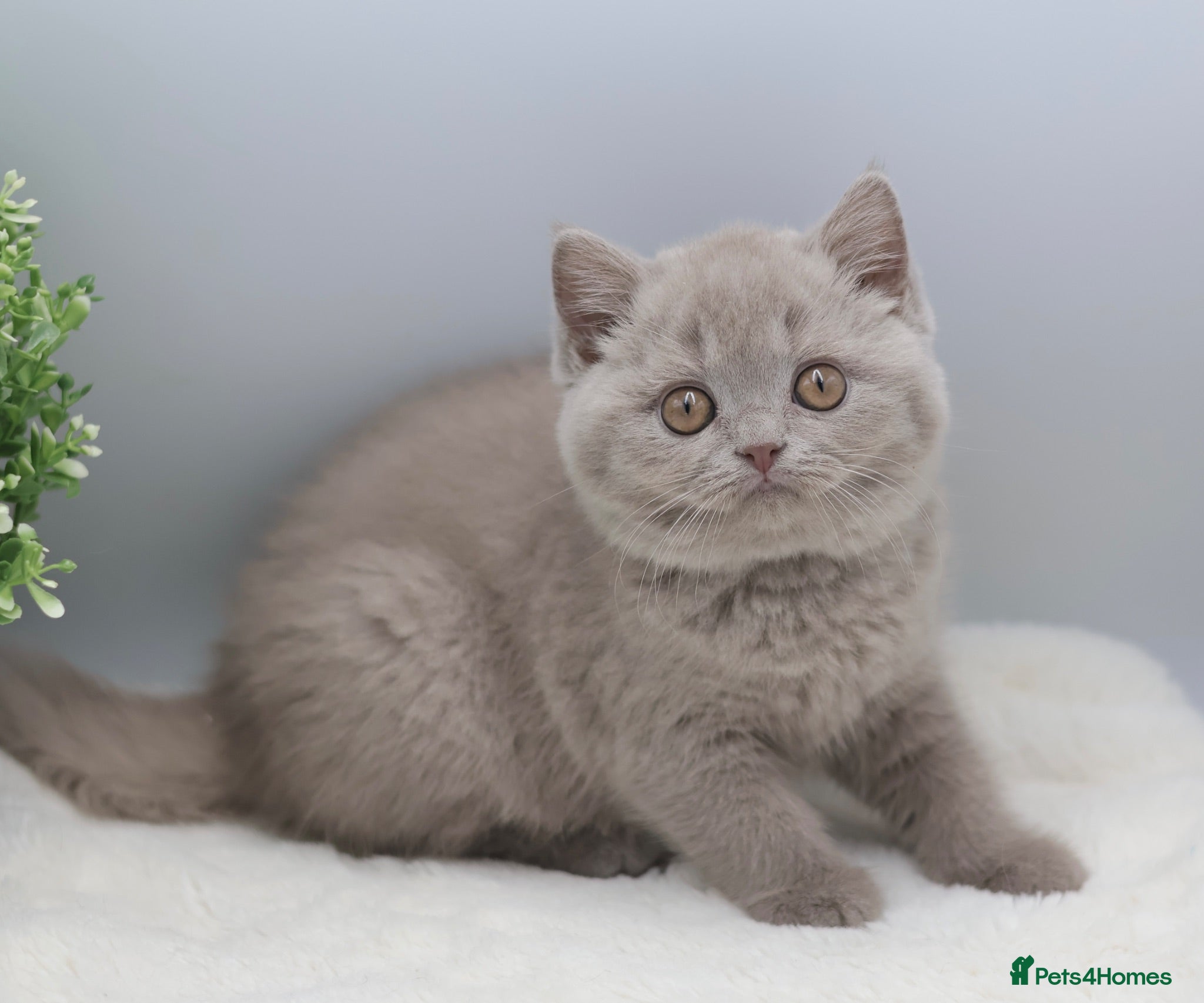 British Shorthair cats READY NOW REGISTERED CHUNKY BRITISH SHORTHAIRS - Advert 2
