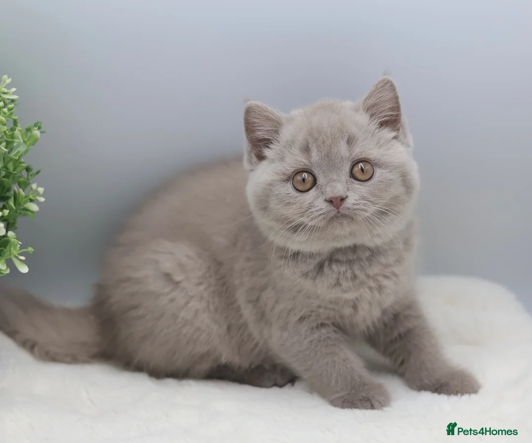 British Shorthair cats for sale: READY NOW REGISTERED CHUNKY BRITISH SHORTHAIRS - Advert 2