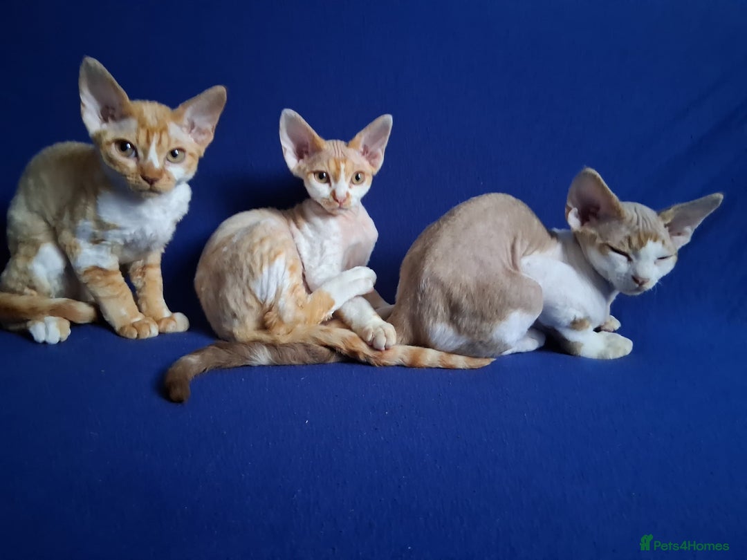 Devon Rex cats for sale: Adorable Devon Rex kittens for sale! - Image 7