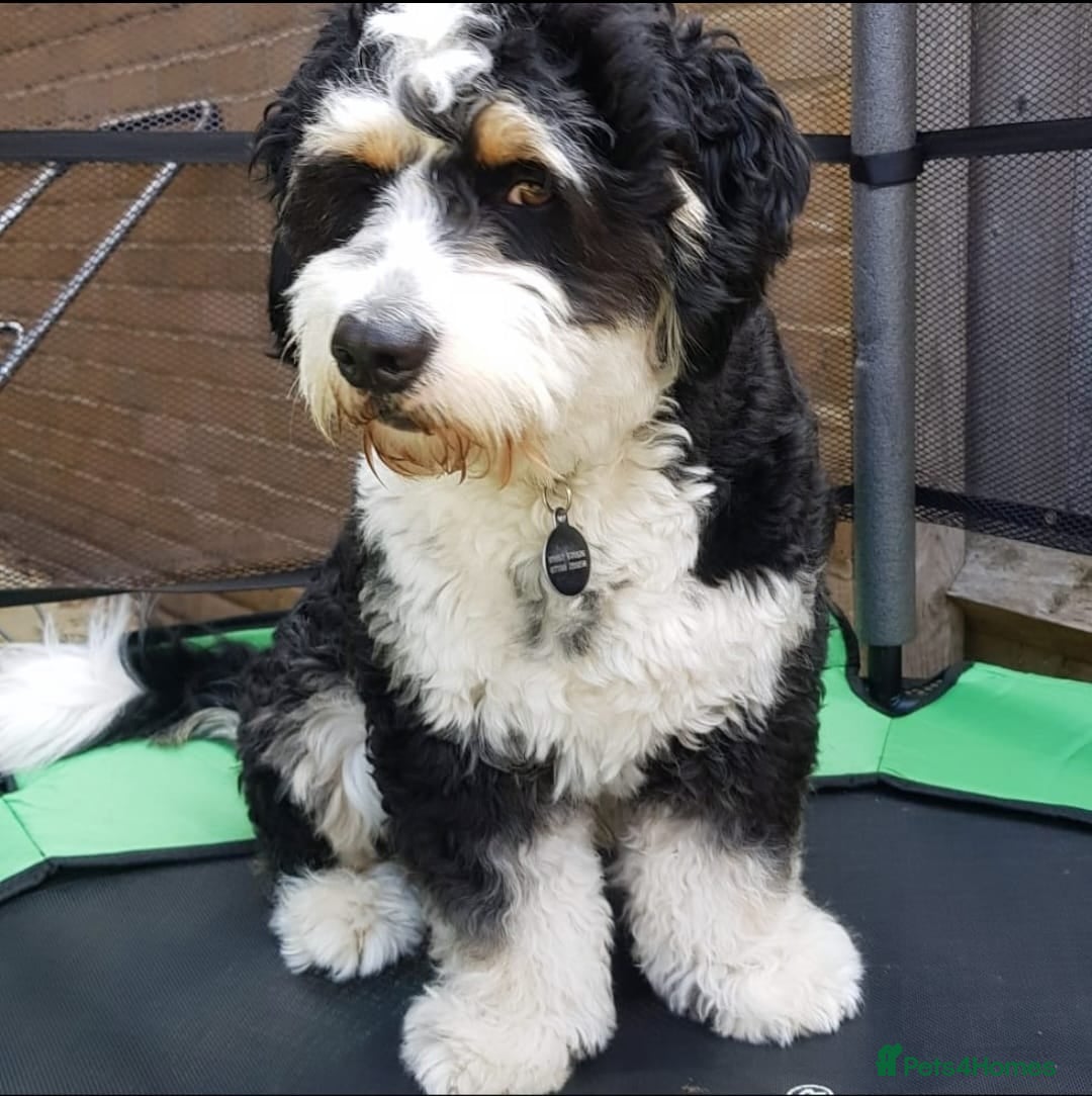 Bernedoodle dogs for sale: 🐾🐾 WAITING LIST..MIDI BERNEDOODLES 🐾🐾 - Advert 2