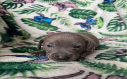 Mixed Breed dogs for sale: Beautiful Daffys - staffy cross dachshund  - Image 17