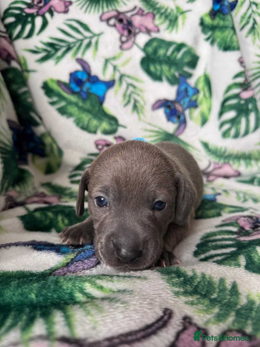 Mixed Breed dogs for sale: Beautiful Daffys - staffy cross dachshund  - Image 17