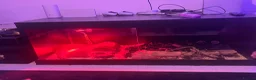 Python Snake reptiles for sale: Banana ball python - Advert 4
