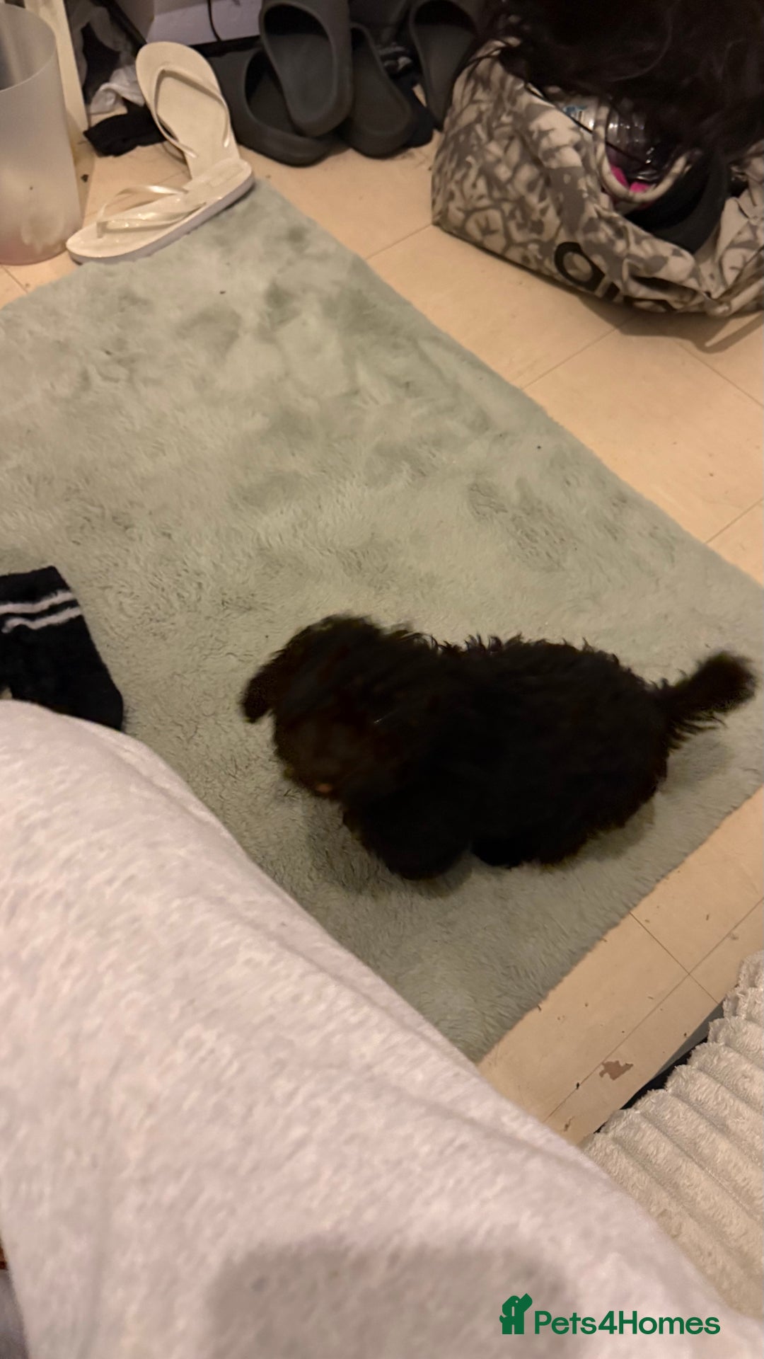 Cockapoo dogs for sale: Adorable Female Cockapoo Puppy for Sale - Advert 14