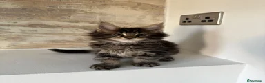 Black Tabby Boy