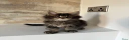 Maine Coon cats for sale: XL Russian Cubs 💙 - Advert 29