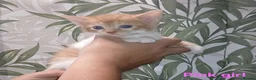 Mixed Breed cats for sale: Beautiful kittens looking for a new sofa  - Advert 9