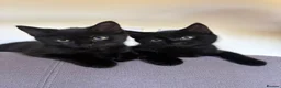 British Longhair cats for sale: Two black longhair British  - Advert 3