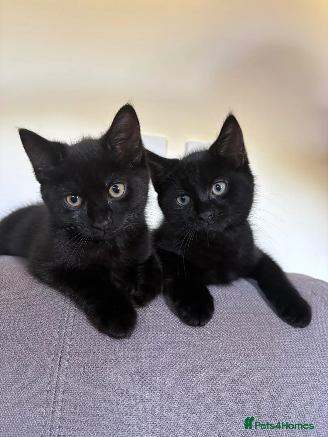 British Longhair cats for sale: Two black longhair British  - Advert 3