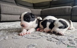 Mixed Breed dogs for sale: Chunky border collie cross puppies - Image 7