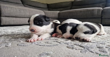 Mixed Breed dogs - Advert 4