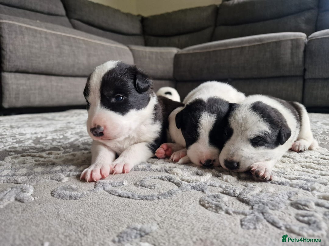 Mixed Breed dogs for sale: Chunky border collie cross puppies - Image 7