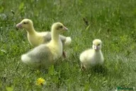 Geese poultry for sale: Embden goslings for sale - Advert 1