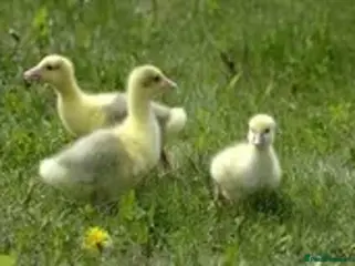 Geese poultry Embden goslings for sale - Advert 2