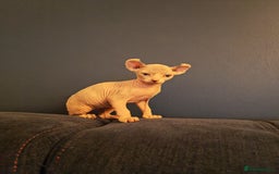 Sphynx cats for sale: Beautiful Pure Sphynx Kittens – Ready Now! - Image 16