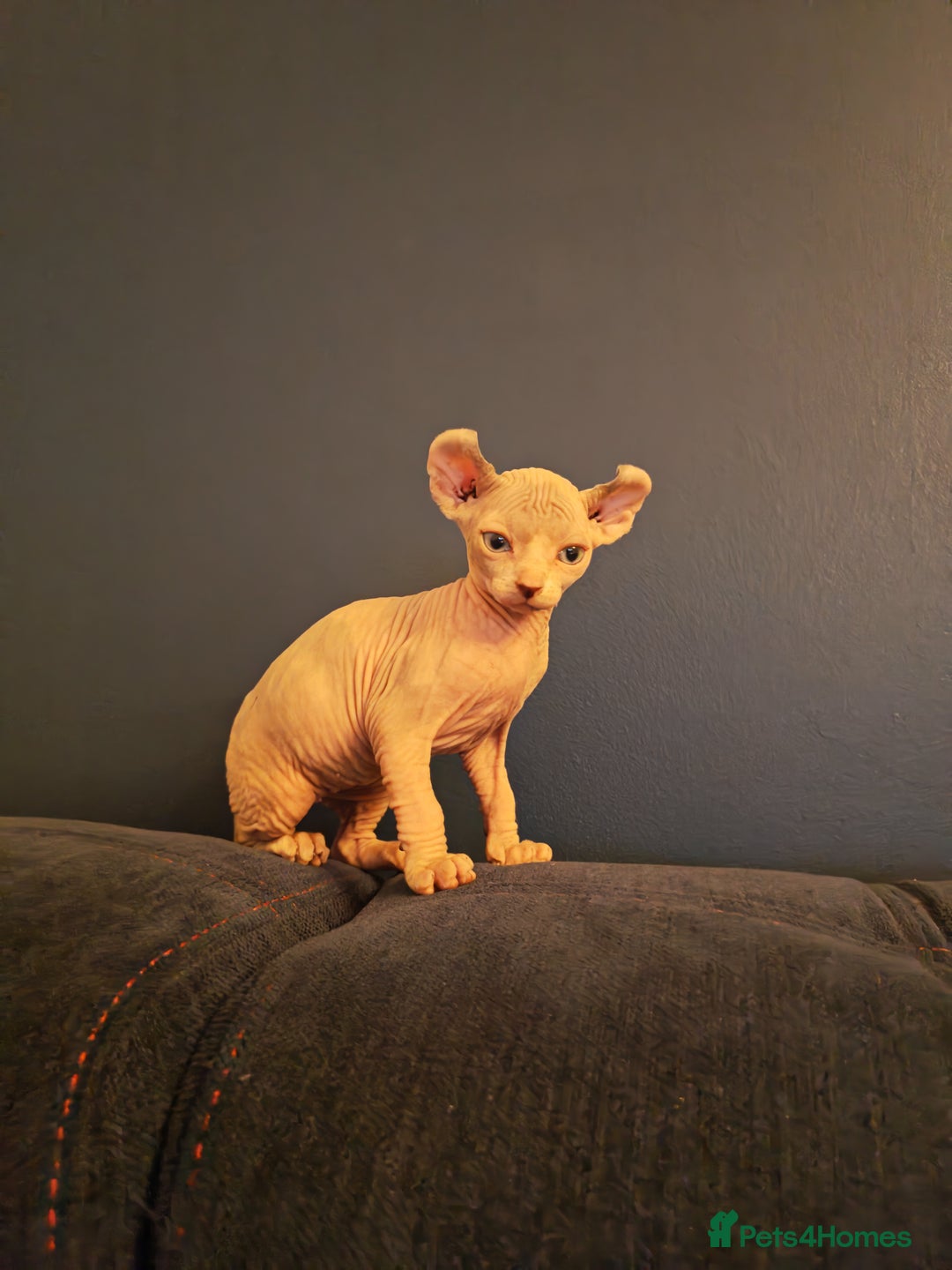 Sphynx cats for sale: Beautiful Pure Sphynx Kittens – Ready Now! - Image 16