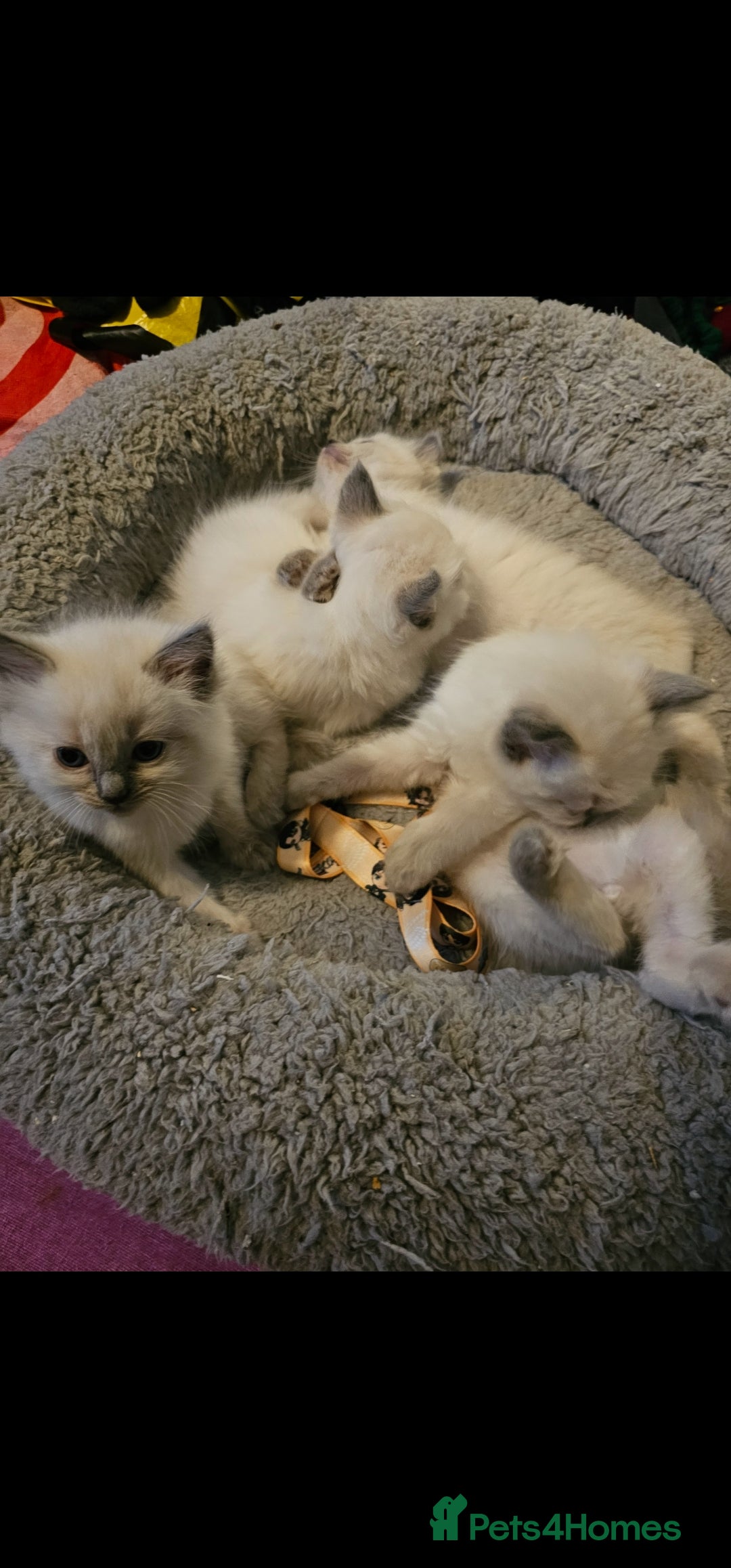 Ragdoll cats for sale: Blue point kittens for sale - Advert 8