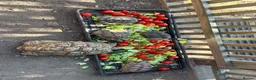 Tortoise reptiles for sale: 30yr old leopard tortoise - Advert 7