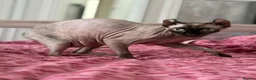Sphynx cats for sale: Reservations Available NOW! 🦋🌺 - Advert 4